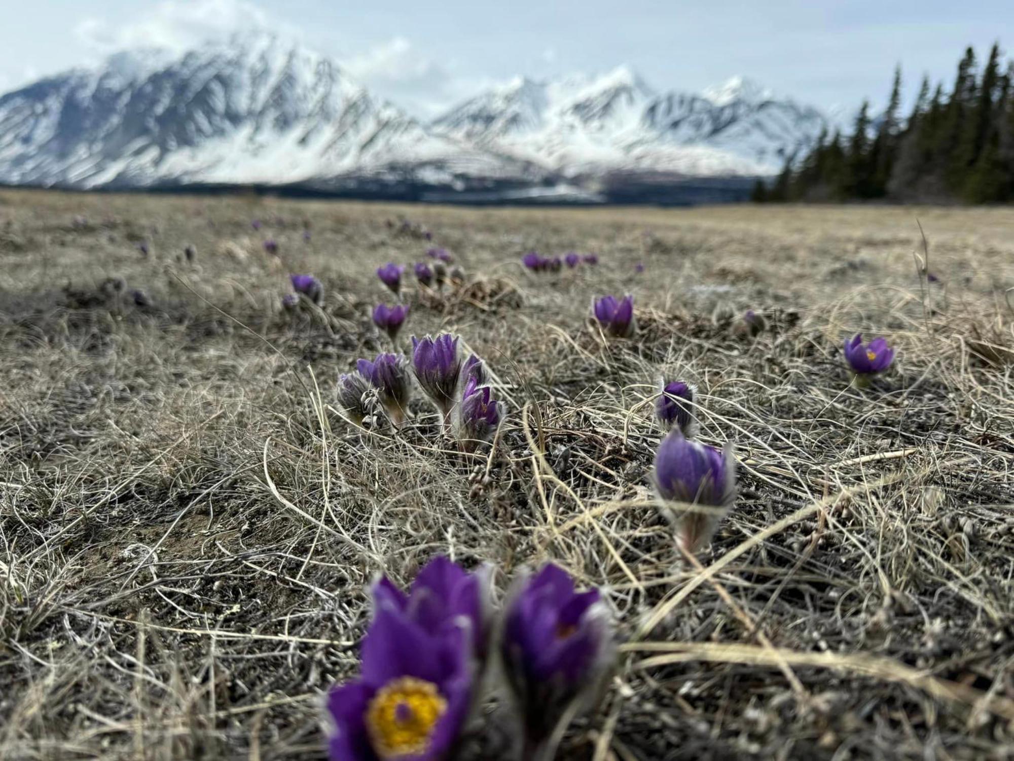 Mount Logan Ecolodge & Retreat Center Haines Junction Dış mekan fotoğraf